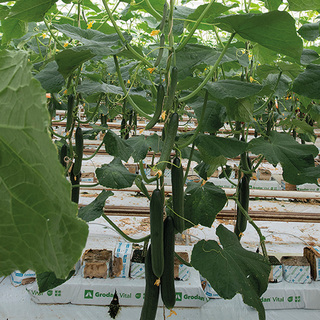 Växthusgurka Dee Pend F1 OB        E23L2431, Min.kvant 250 frö