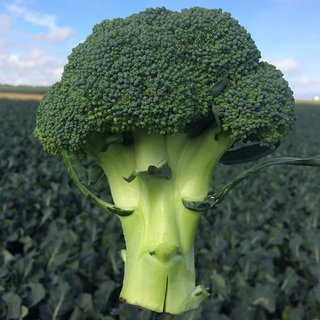 Broccoli Shard F1 PF OB            Min.kvant. 10K