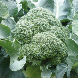 Broccoli Sv1002Bl F1 OB            Min.kvant. 10K