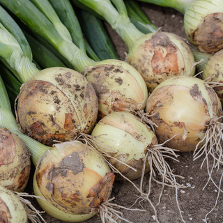 Lök Packito F1 PF ID+SB+FG minipellMin.kvant. 250K