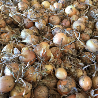 Lök Barito F1 PF ID SB FG          Min.kvant. 250K