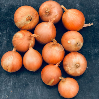 Lök Shakito F1 PF ID+SB            Min.kvant. 62,5K