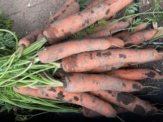 Gulerod Caribou F1 PF SB           Min.mængde 100K