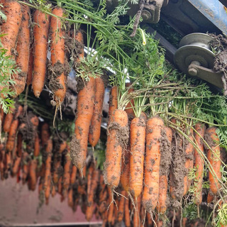 Gulerod Caribou F1 PF OFG          Min.mængde 25K