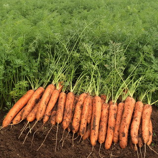 Gulerod Carvora F1, PF BFG 1,6-1,8 Min.mængde 25K