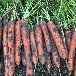 Gulerod Carlano F1 PF OFG          Min.mængde 25K