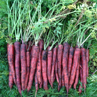 Gulerod Malbec F1, PF B16          Min.mængde 25K