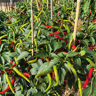 Chilipeber Thai OB,