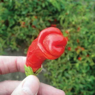 Chilipeber Peter Pepper OB         Min.mængde 50 frø