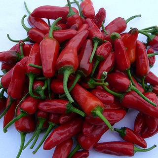 Chilipeppar Apache F1 OB           Min.kvant 50 frö