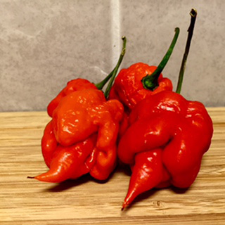 Chili Trinidad Morgua Scorpion OB  Min.kvant 100 frö