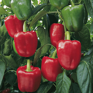 Paprika Bendigo F1 EKO             Min.kvant 250 frö