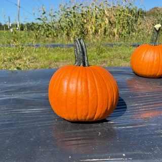 Græskar Vendetta OB,               min mængde 50 frø