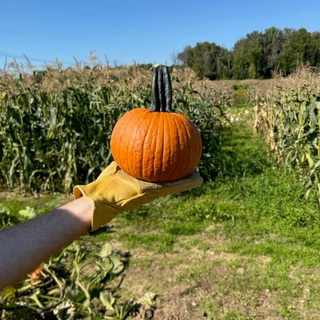 Græskar Voodoo OB,                 min. mængde 50 frø