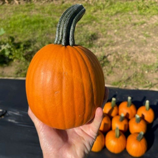 Græskar Venom OB,                  min. mængde 50 frø