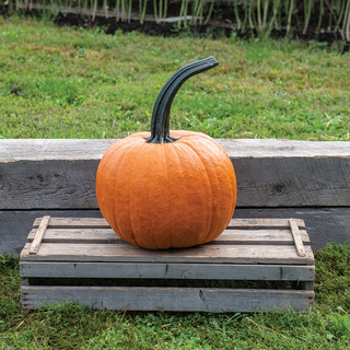 Græskar Cronus F1 OB,              min. mængde 50 frø