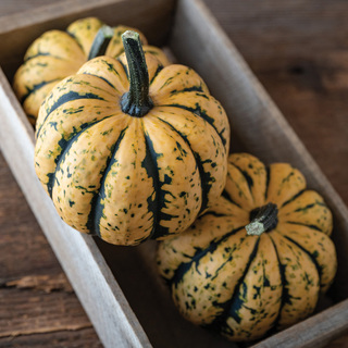 Acornpumpa Honey Bun F1 OB         min. kvant. 50 Frö