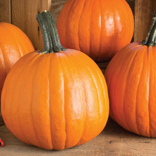 Græskar Gumdrop PMR F1 OB,         min. mængde 50 Frø