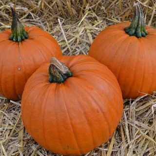 Græskar Mars F1 SB,                min. mængde 50 frø