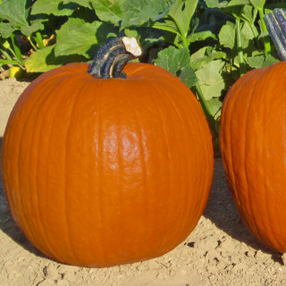 Græskar Early King F1 OB,          min. mængde 50 frø