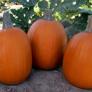 Græskar Darling F1 OB,             min. mængde 50 frø