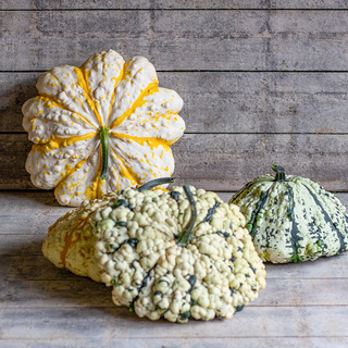 Græskarmix Knudret Mix OB,         min. mængde 50 frø