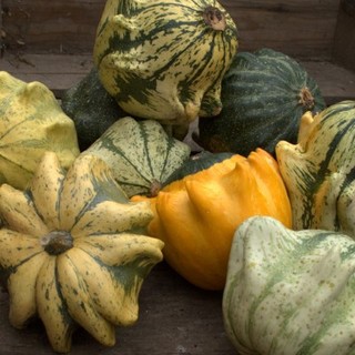 Græskarmix Kronen Mix OB,          min. mængde 50 frø