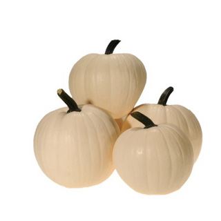 Pumpa Baby Moon F1 OB              min. kvant. 50 Frö