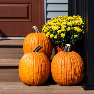 Græskar Garnet Gold F1,            min. mængde 50 frø