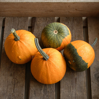 Pumpa Batwing Mix OB,              min. mængde 50 frø