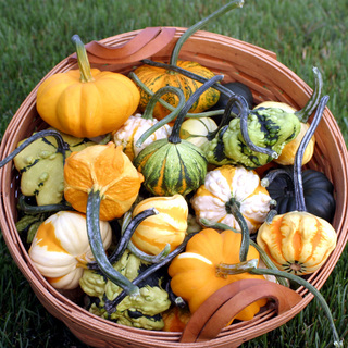 Pumpamix Galaxy Of Stars OB        min. kvant. 50 Frö