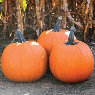 Græskar Eagle City Gold F1,        min. mængde 50 frø