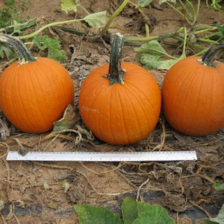 Græskar Sprinter F1 OB,            min. mængde 50 frø