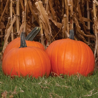 Græskar Solid Gold F1 OB,          min. mængde 50 frø