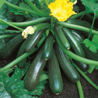 Squash Ambassador F1 SB            Min. kvant 100 frö