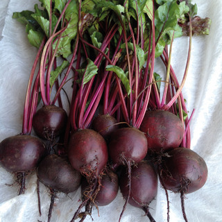 Rödbeta Kornett PF OB              Min.kvant. 12,5K