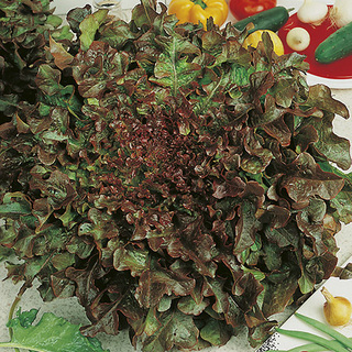 Ekbladssallat Red Salad Bowl OB    Min.kvant 100 gr