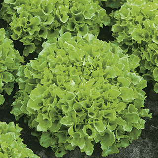 Ekbladssallat Salad Bowl OB        Min. kvant 100 gr