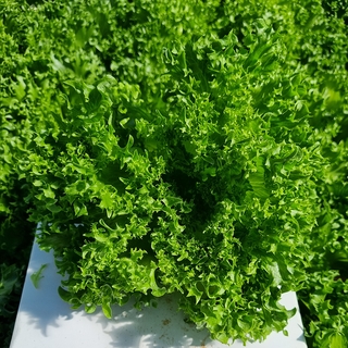 Bladsallat Crismari OB             Min.kvant. 10K