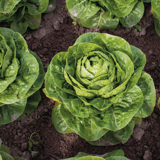 Romainsalat Xanbera OB,            min. mængde 5K