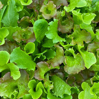 Micro Salatmix Mesclun mix, NF, OB min. mængde 50g