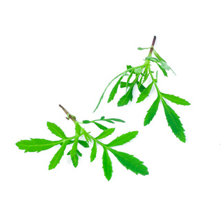 Micro - Mexican Marigold Lucida OB Min. kvant 100 gr