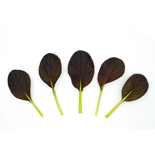 Micro - Pak Choi Purple Rain F1 OB,min. mængde 100 gr
