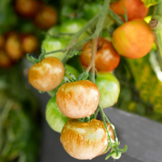 Körsbärstomat Gardeners Delight OB MIn. kvant 100 frö