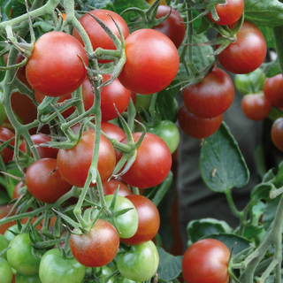 Tomat Black Cherry,                min mængde 100 frø