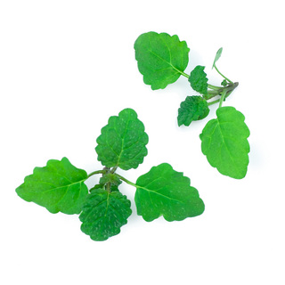 Citronmeliss OB melissa officinalisMin.kvant 100gr