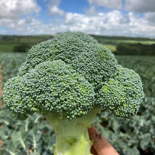 Broccoli Crucible SB,              min. mængde 10K
