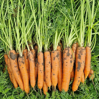 Morot Catania F1 SB 1,6-1,8mm      Min.kvant. 25K