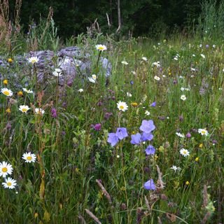 Pratensis Normaläng 101-B          Ink ettårigt blomsteråkerfrö